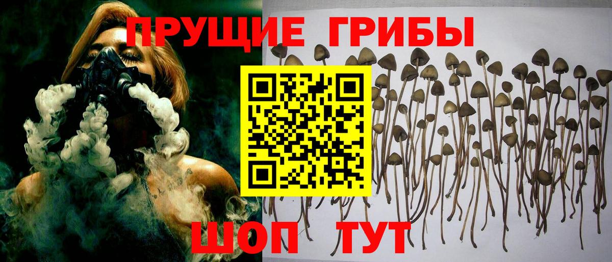 Псилоцибиновые грибы GOLDEN TEACHER Апшеронск